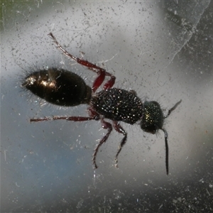 Mutillidae (family) at Freshwater Creek, VIC - 17 Jan 2025 02:44 PM