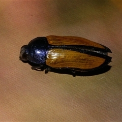 Temognatha suturalis (Boldly sutured jewel beetle) at Freshwater Creek, VIC - 22 Jan 2025 by WendyEM