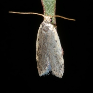 Hoplostega ochroma at Freshwater Creek, VIC - 25 Jan 2025 01:19 AM