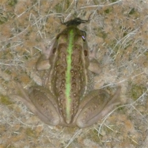 Litoria raniformis at suppressed - suppressed