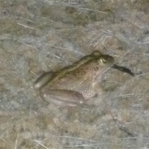 Litoria raniformis at suppressed - suppressed