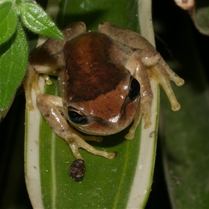 Litoria ewingii at Freshwater Creek, VIC - 25 Jan 2025 01:58 AM