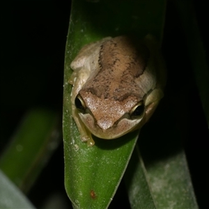 Litoria ewingii at Freshwater Creek, VIC - 25 Jan 2025 01:58 AM