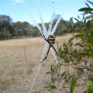 Argiope sp. (genus) at Freshwater Creek, VIC - 24 Jan 2025 by WendyEM