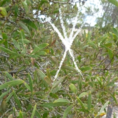 Argiope keyserlingi at Freshwater Creek, VIC - 24 Jan 2025 12:45 PM