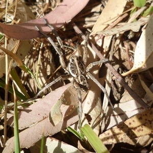 Tasmanicosa sp. (genus) at Freshwater Creek, VIC - 24 Jan 2025 04:22 PM