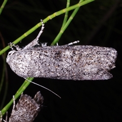 Cryptophasa irrorata at Freshwater Creek, VIC - 28 Jan 2017 01:49 AM
