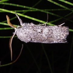 Cryptophasa irrorata at Freshwater Creek, VIC - 28 Jan 2017 01:49 AM