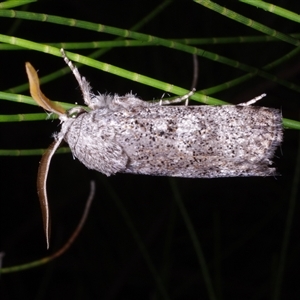 Cryptophasa irrorata at Freshwater Creek, VIC - 28 Jan 2017 01:49 AM