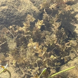 Myriophyllum verrucosum (Red Water-milfoil) at Boco, NSW - 4 Apr 2025 by JaneR