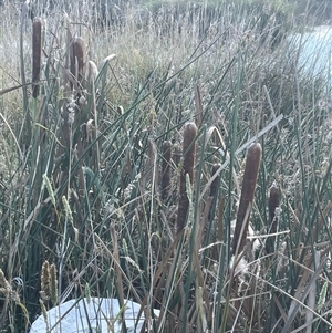 Typha orientalis (Broad-leaved Cumbumgi) at Boco, NSW - 4 Apr 2025 by JaneR