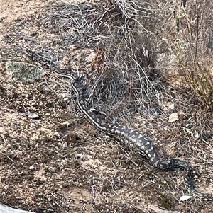 Morelia spilota metcalfei at suppressed - suppressed