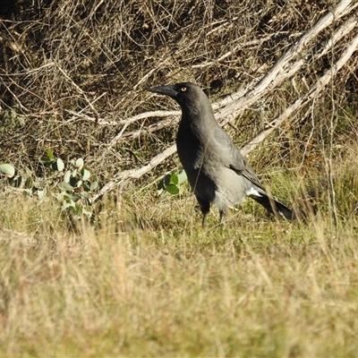 Strepera versicolor (Grey Currawong) at Tinderry, NSW - 16 Apr 2025 by danswell