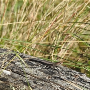 Pseudemoia entrecasteauxii at Tinderry, NSW - Yesterday by danswell