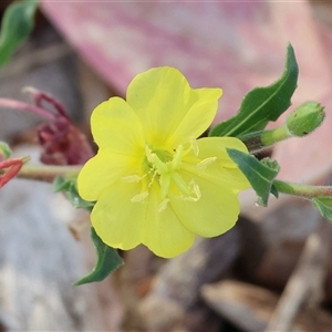 Oenothera stricta subsp. stricta at Wodonga, VIC - 19 Apr 2025 08:48 AM
