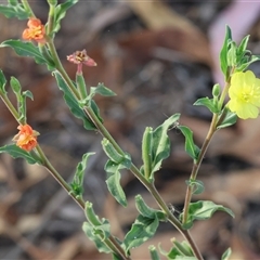 Oenothera stricta subsp. stricta at Wodonga, VIC - 19 Apr 2025 08:48 AM