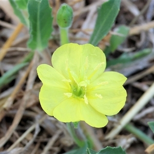 Oenothera stricta subsp. stricta at Wodonga, VIC - 19 Apr 2025 08:48 AM