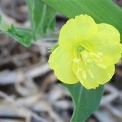 Oenothera stricta subsp. stricta at Wodonga, VIC - 19 Apr 2025 08:48 AM