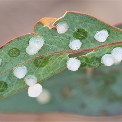 Glycaspis sp. (genus) (Unidentified sugary lerp) at Wodonga, VIC - 19 Apr 2025 by KylieWaldon