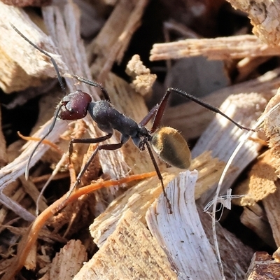 Camponotus suffusus (Golden-tailed sugar ant) at Wodonga, VIC - 19 Apr 2025 by KylieWaldon