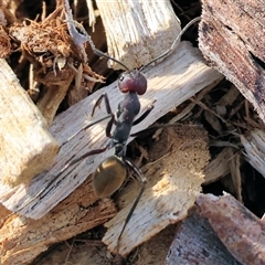 Camponotus suffusus at Wodonga, VIC - 19 Apr 2025 08:49 AM
