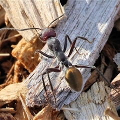 Camponotus suffusus at Wodonga, VIC - 19 Apr 2025 08:49 AM