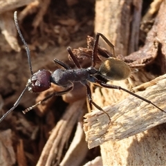 Camponotus suffusus at Wodonga, VIC - 19 Apr 2025 08:49 AM