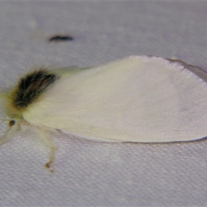 Trichiocercus mesomelas at Bolivia, NSW - suppressed