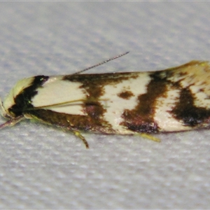 Palimmeces variegata at Bolivia, NSW - suppressed