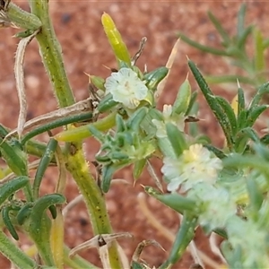 Salsola australis at Petermann, NT - 19 Apr 2025 07:22 AM