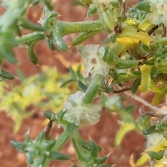 Salsola australis at Petermann, NT - 19 Apr 2025 07:22 AM