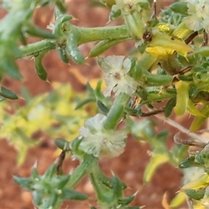 Salsola australis at Petermann, NT - 19 Apr 2025 07:22 AM
