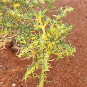 Salsola australis at Petermann, NT - 19 Apr 2025 07:22 AM