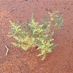 Salsola australis at Petermann, NT - 19 Apr 2025 07:22 AM