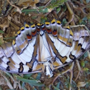 Charaxes sempronius at Wirlinga, NSW - 19 Apr 2025 12:25 PM