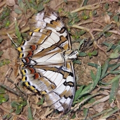 Charaxes sempronius at Wirlinga, NSW - 19 Apr 2025 12:25 PM