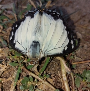 Charaxes sempronius at Wirlinga, NSW - 19 Apr 2025 12:25 PM