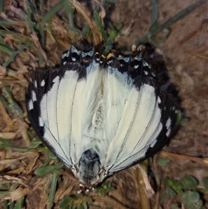 Charaxes sempronius at Wirlinga, NSW - 19 Apr 2025 12:25 PM