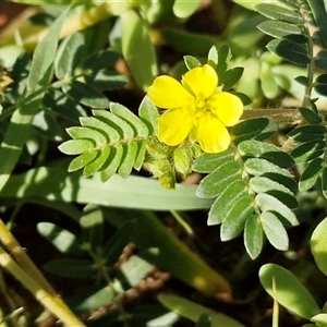 Unverified Other Wildflower or Herb at Ghan, NT - Today by trevorpreston