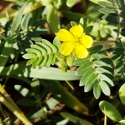 Tribulus terrestris (Caltrop, Cat-head) at Ghan, NT - 19 Apr 2025 by trevorpreston