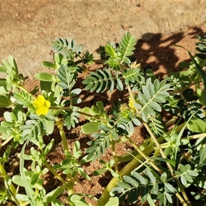 Tribulus terrestris at Ghan, NT - 19 Apr 2025 08:52 AM