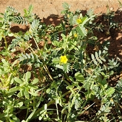 Tribulus terrestris at Ghan, NT - 19 Apr 2025 08:52 AM