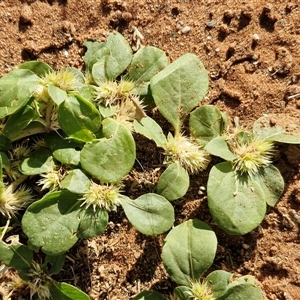 Alternanthera pungens at Ghan, NT - 19 Apr 2025 08:53 AM