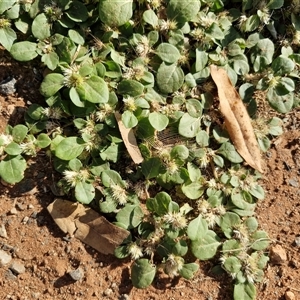 Alternanthera pungens at Ghan, NT - 19 Apr 2025 08:53 AM