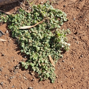 Alternanthera pungens at Ghan, NT - 19 Apr 2025 08:53 AM