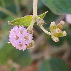 Boerhavia schomburgkiana at Ghan, NT - 19 Apr 2025 08:55 AM