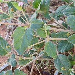Boerhavia schomburgkiana at Ghan, NT - 19 Apr 2025 08:55 AM