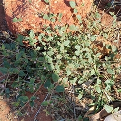 Boerhavia schomburgkiana at Ghan, NT - 19 Apr 2025 08:55 AM