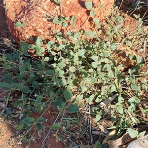 Boerhavia schomburgkiana at Ghan, NT - 19 Apr 2025 08:55 AM