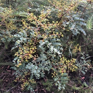 Unverified Other Shrub at Hartley Vale, NSW - Today by CatherineGorman